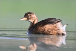 <p>POTÁPKA MALÁ (Tachybaptus ruficollis) /Little grebe – Zwergtaucher/</p>
